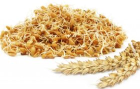 خواص جوانه گندم 10 فایده سلامتی